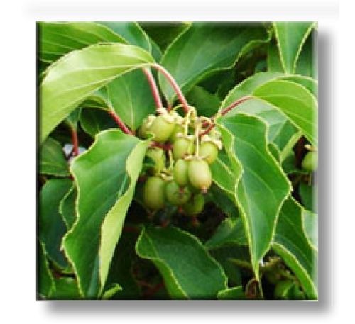 Actinidia arguta / Мини киви