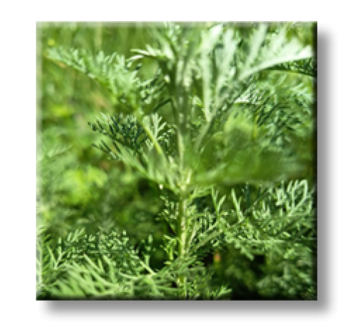 Artemisia pontica / Понтийски пелин, Кадънска кълка