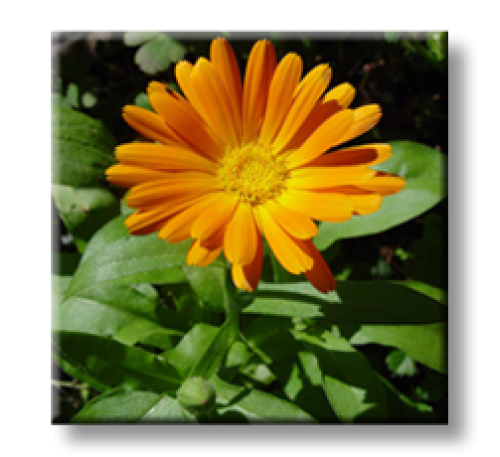 Calendula officinalis / Невен