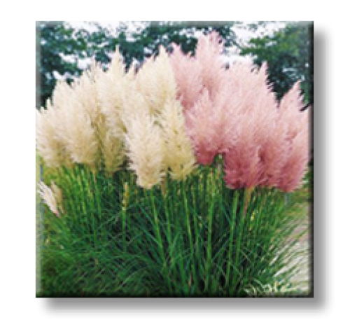 Cortaderia selloana / Кортадерия, Пампаска трева