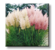Cortaderia selloana / Кортадерия, Пампаска трева
