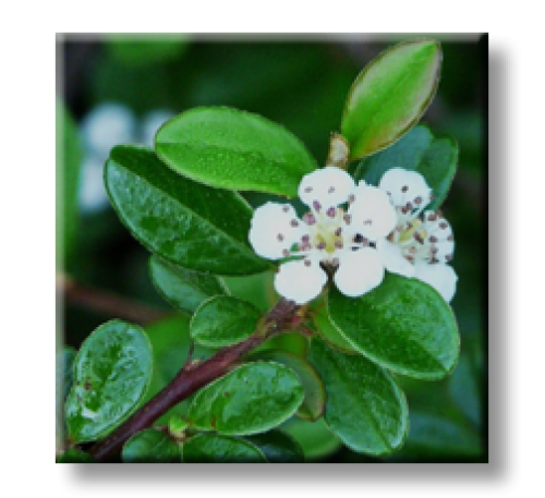 Cotoneaster dammeri / Котонеастър Дамери