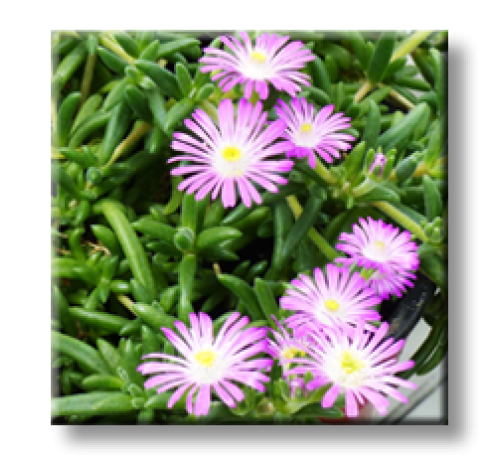 Delosperma Violet Wonder / Делосперма светло виолетова