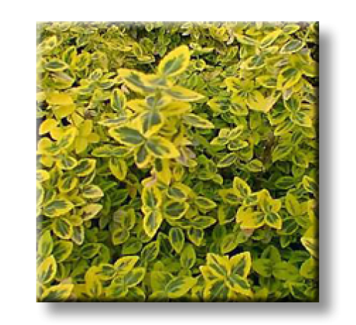 Euonymus fortunei 'Emerald 'n Gold' / Радиканс жълто-зелен