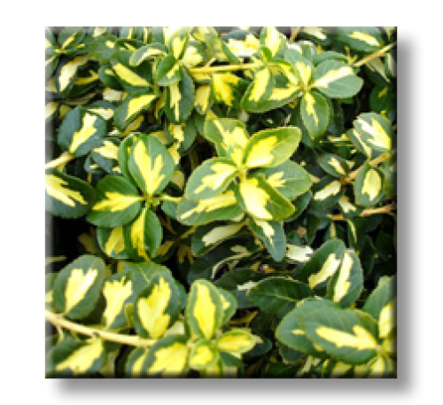 Euonymus fortunei Blondy / Радиканс Блонди