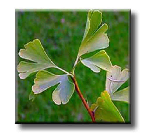 Ginkgo biloba / Гинко билоба