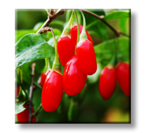 Goji berry, Lycium barbarum / Годжи Бери, Лициум