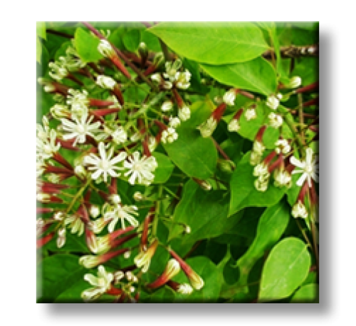 Gymnocladus dioicus,  Kentucky Coffeetree / Кентъки Кафеено Дърво