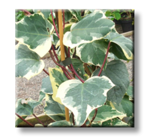 Hedera helix Glacier / Бръшлян - пъстролистен