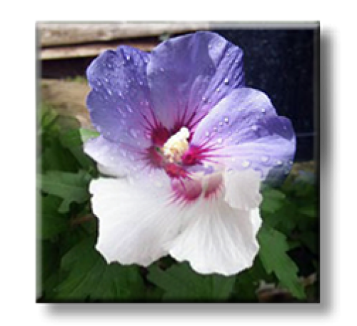 Hibiscus / Хибискус градински, дървовидна ружа