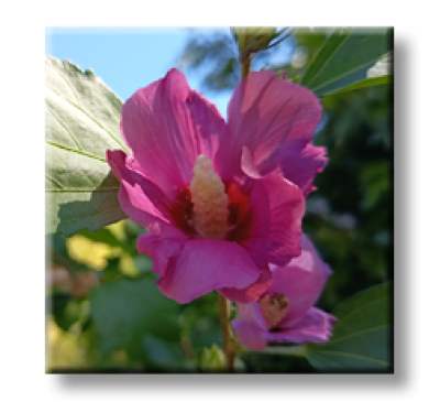 Hibiscus / Хибискус градински - розов, дървовидна ружа