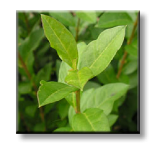 Ligustrum ovalifolium / Лигуструм