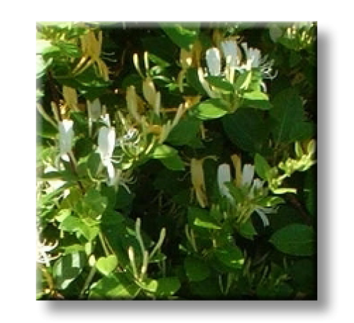 Lonicera japonica / Лоницера, Орлови нокти
