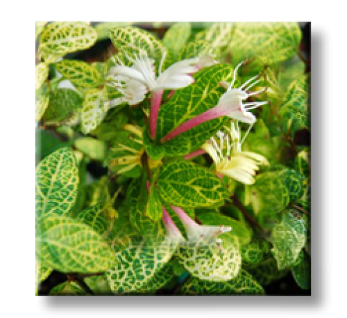Lonicera japonica Aureo Reticulata / Лоницера