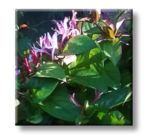 Lonicera japonica Purpurea