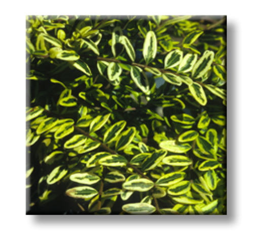 Lonicera nitida Lemon Beauty / Лоницера пъстролистна