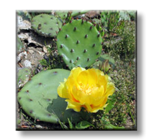 Opuntia / Опунция