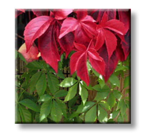Parthenocissus quinquefolia /  Дива лоза