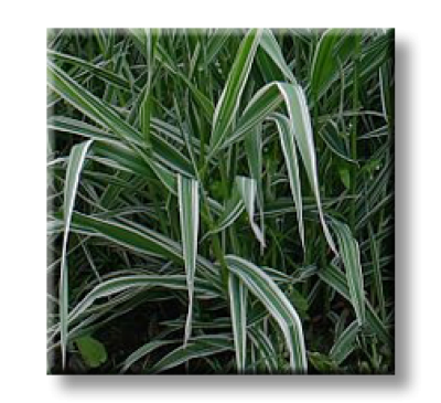 Phalaris picta / Фаларис