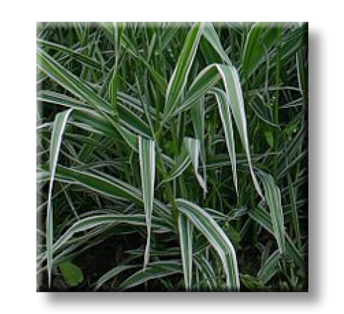 Phalaris picta / Фаларис