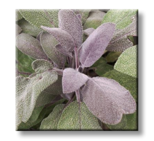 Salvia Officinalis Purpurascens / Салвия, Лилав градински чай