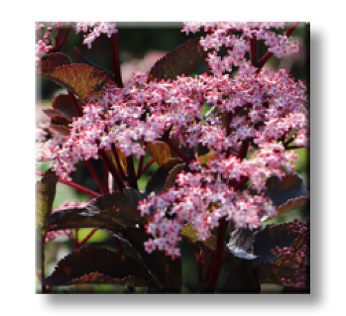 Sambucus nigra Black Beauty / Черен Бъз Черна красавица