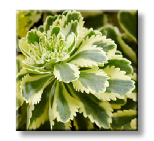 Sedum Atlantis / Седум Атлантис
