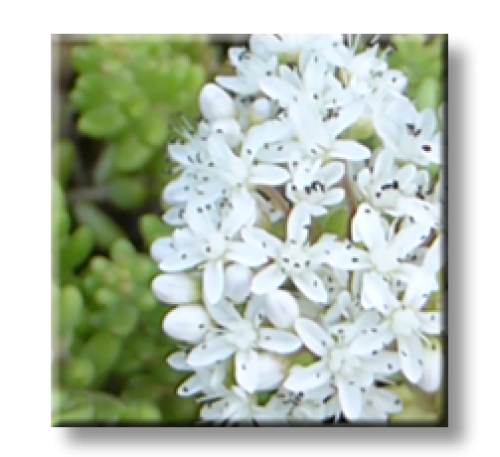 Sedum album L. / Седум бял