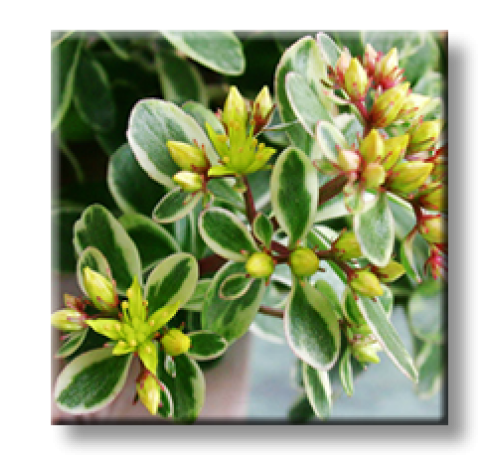 Sedum kamtschaticum variegatum / Седум Камчатски пъстролистен