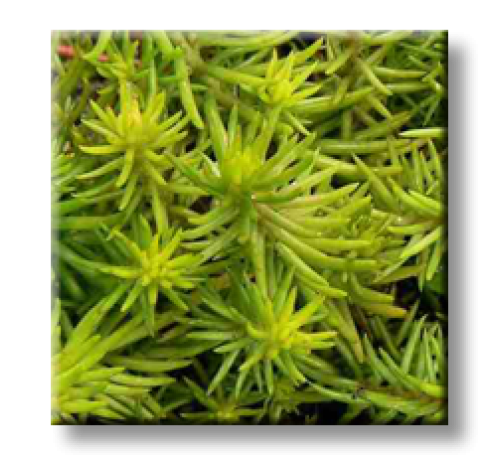 Sedum reflexum Aureum / Седум рефлексум жълтолистен