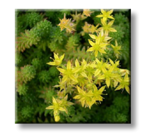 Sedum sexangulare / Седум шестостранен