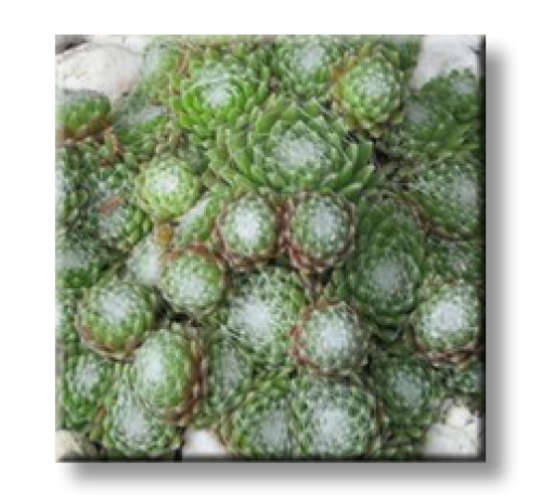 Sempervivum arachnoideum / Семпервивум, Паяжинест дебелец