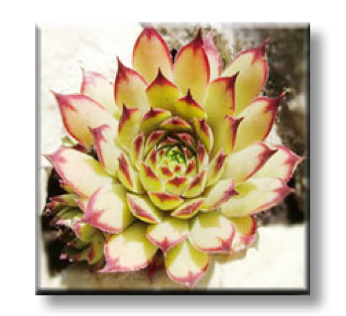 Sempervivum Cafe / Семпервивум Кафе