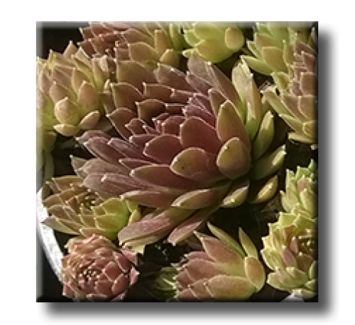 Sempervivum hybrid