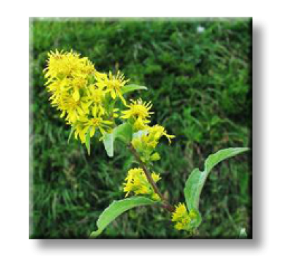 Solidago virgaurea L. / Златна пръчица, Горски енчец
