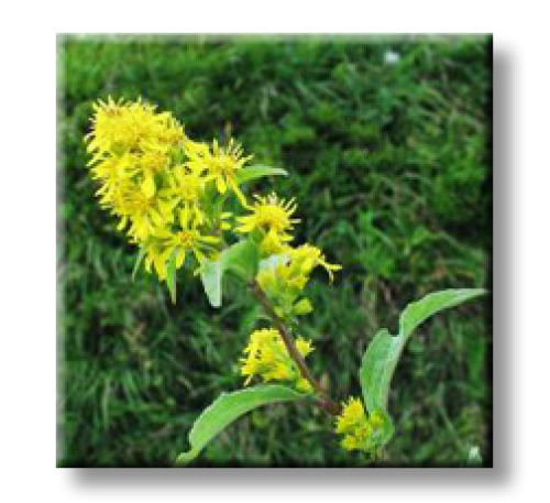 Solidago virgaurea L. / Златна пръчица, Горски енчец