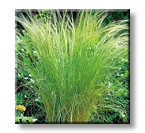 Stipa tenuissima Pony Tails / Cтипa, Aнгeлcкa кoca