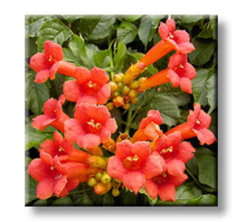 Tekoma Campsis radicans / Текома, Кампсис