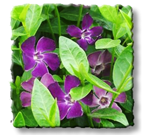 Vinca minor Atropurpurea /  Малка винка, Зеленика, Винка минор