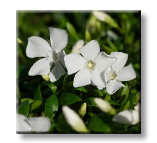 Vinca minor f alba / Малка винка бяла, Зимзелен 