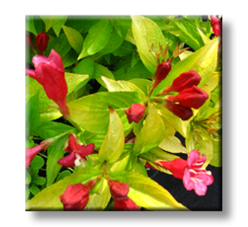 Weigela florida Aurea