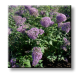 Buddleja davidii / Будлея - неизвестен цвят, Летен люляк