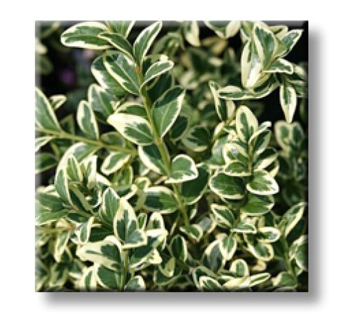 Buxus sempervirens aureovariegata / Чемшир пъстролистен