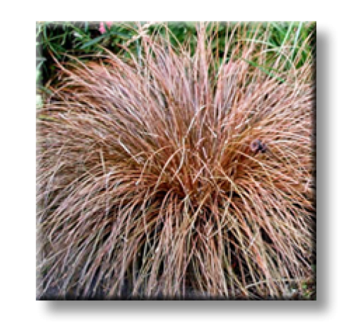 Carex buchananii Red Rooster / Бронзов карекс Червен петел