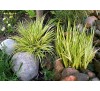 Acorus gramineus  'ogon' / Треволистен блатен аир