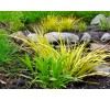 Acorus gramineus  'ogon' / Треволистен блатен аир