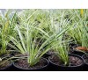 Acorus gramineus  'ogon' / Треволистен блатен аир