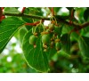 Actinidia arguta / Мини киви