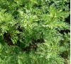 Artemisia pontica / Понтийски пелин, Кадънска кълка