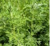 Artemisia pontica / Понтийски пелин, Кадънска кълка